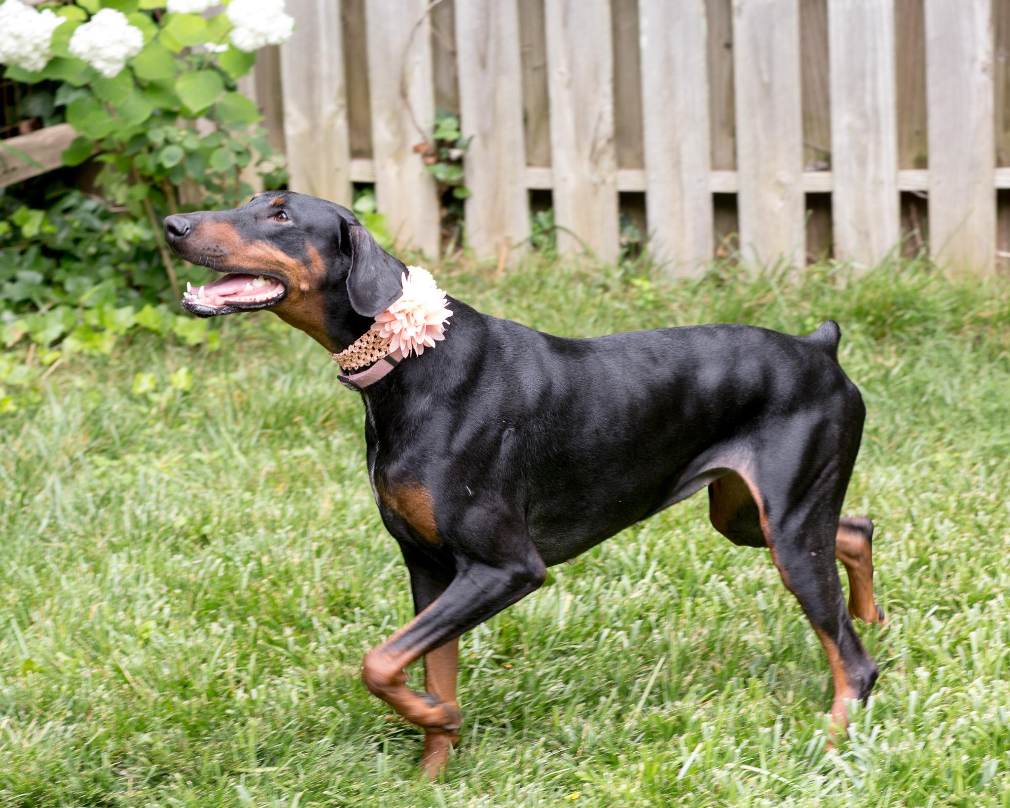 Enlarge Harmony, a Adopted Doberman Pinscher in Atlanta, GA image 3/6