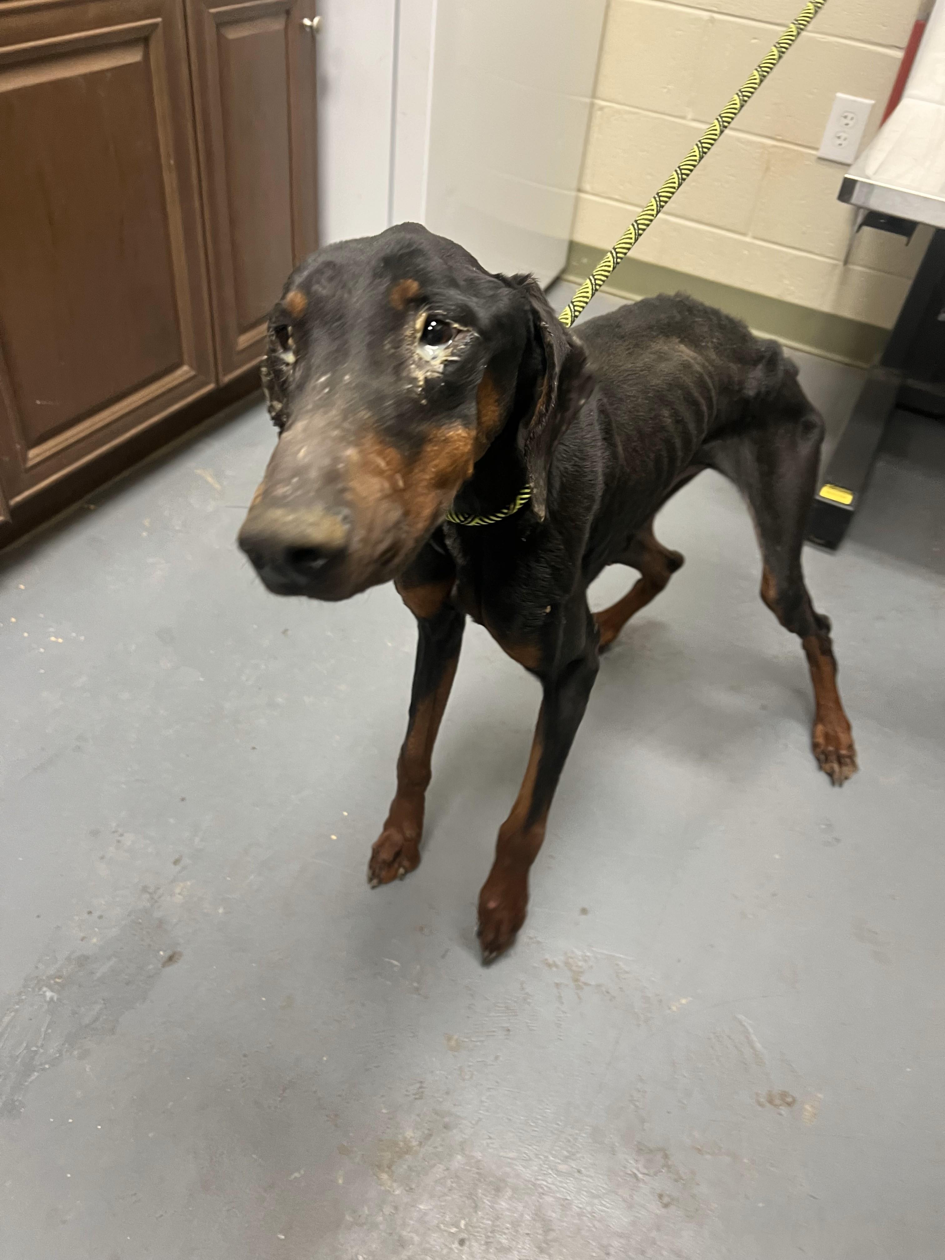 Enlarge Harmony, a Adopted Doberman Pinscher in Atlanta, GA image 4/6