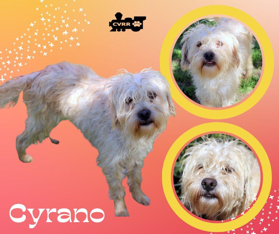 Enlarge Cyrano, a Adopted mixed breed in LINDSAY, CA image 1/1