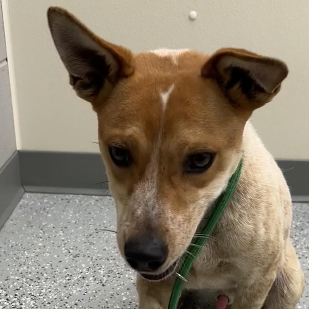 Enlarge Grandpa Smith, a Adoptable mixed breed in Galax, VA image 1/1