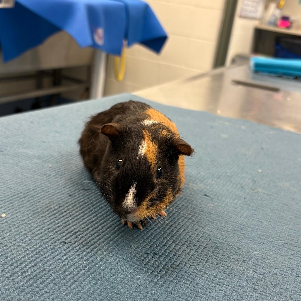 Dawn, Adoptable, Baby Female Guinea Pig.