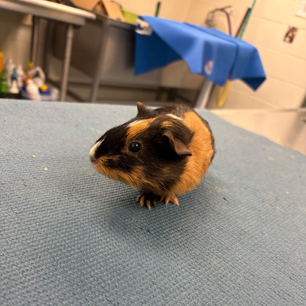 Dawn, a Adoptable Guinea Pig in Brockton, MA image 2/2