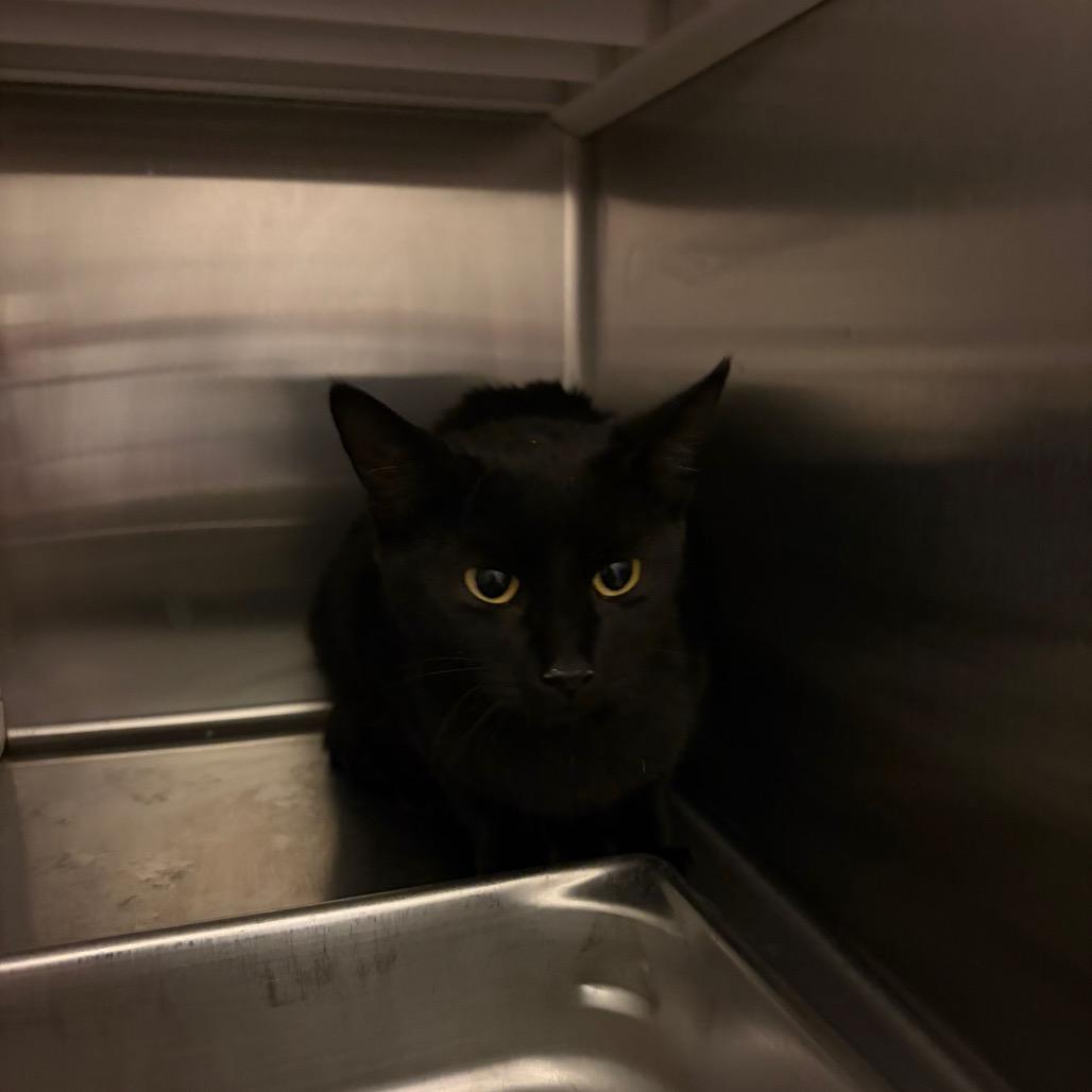 Enlarge Fritz, a Adoptable Domestic Short Hair in Council Bluffs, IA image 1/1