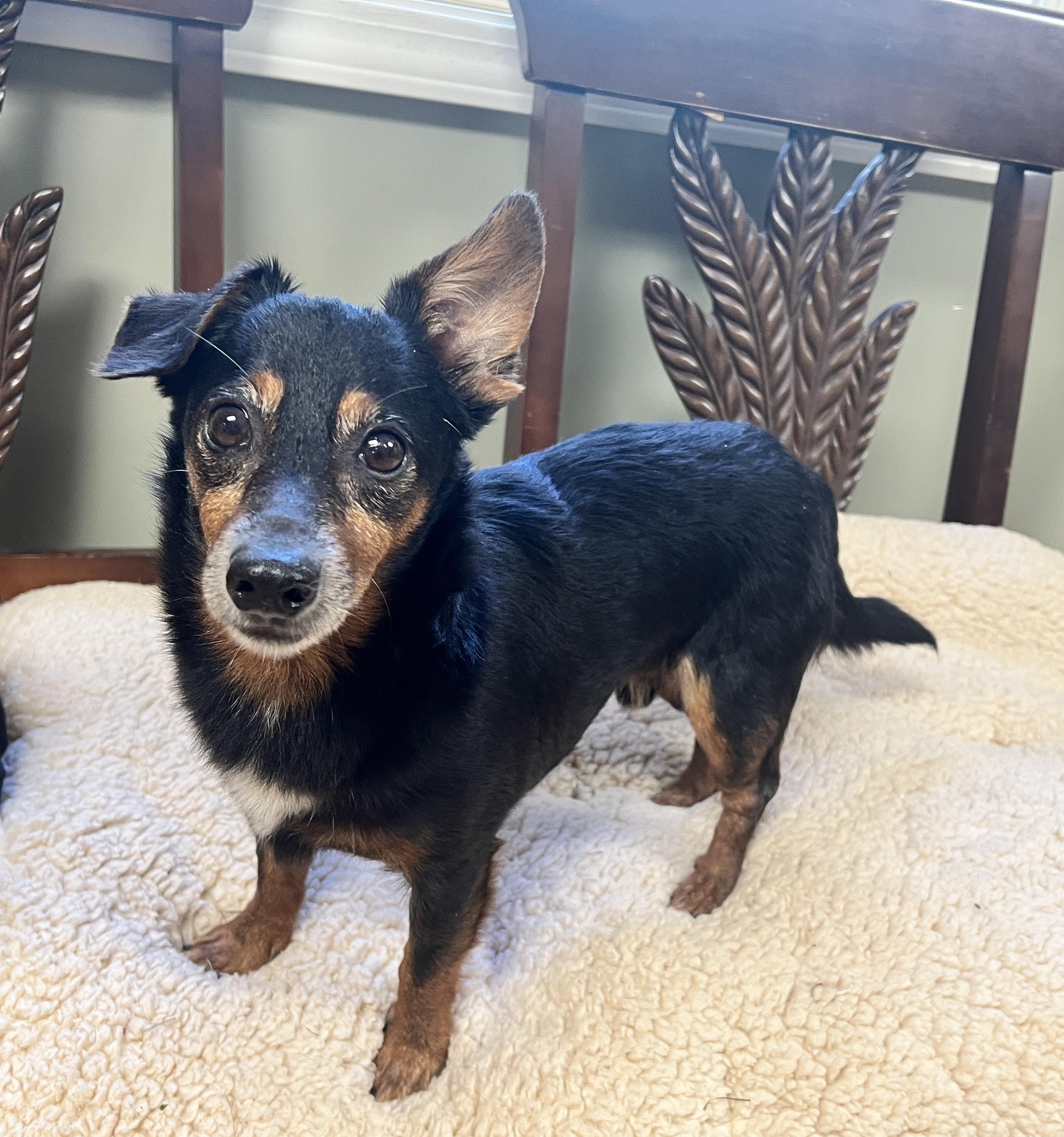 Enlarge Jason, a Adoptable mixed breed in Yellville, AR image 1/3