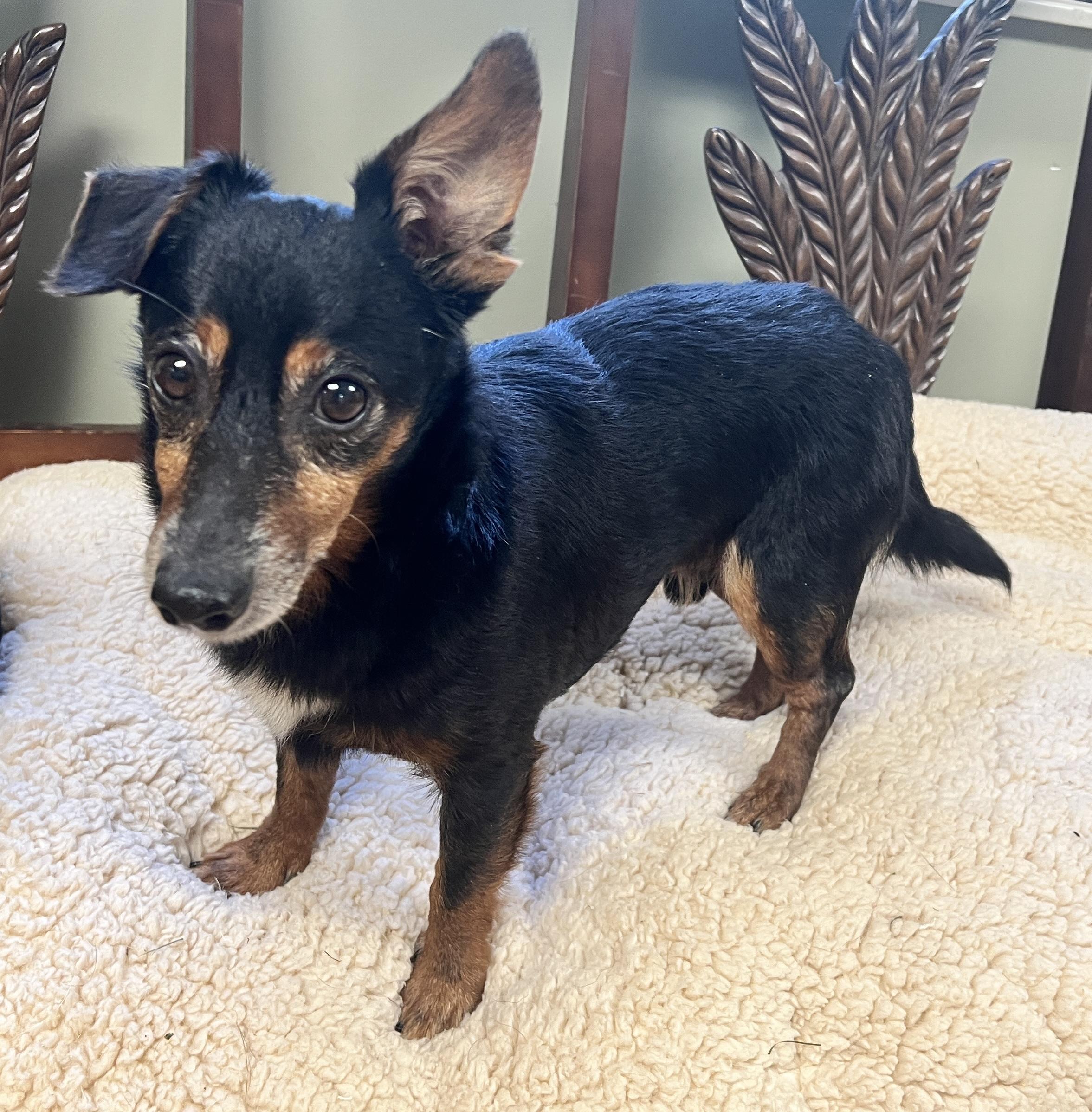 Enlarge Jason, a Adoptable mixed breed in Yellville, AR image 2/3