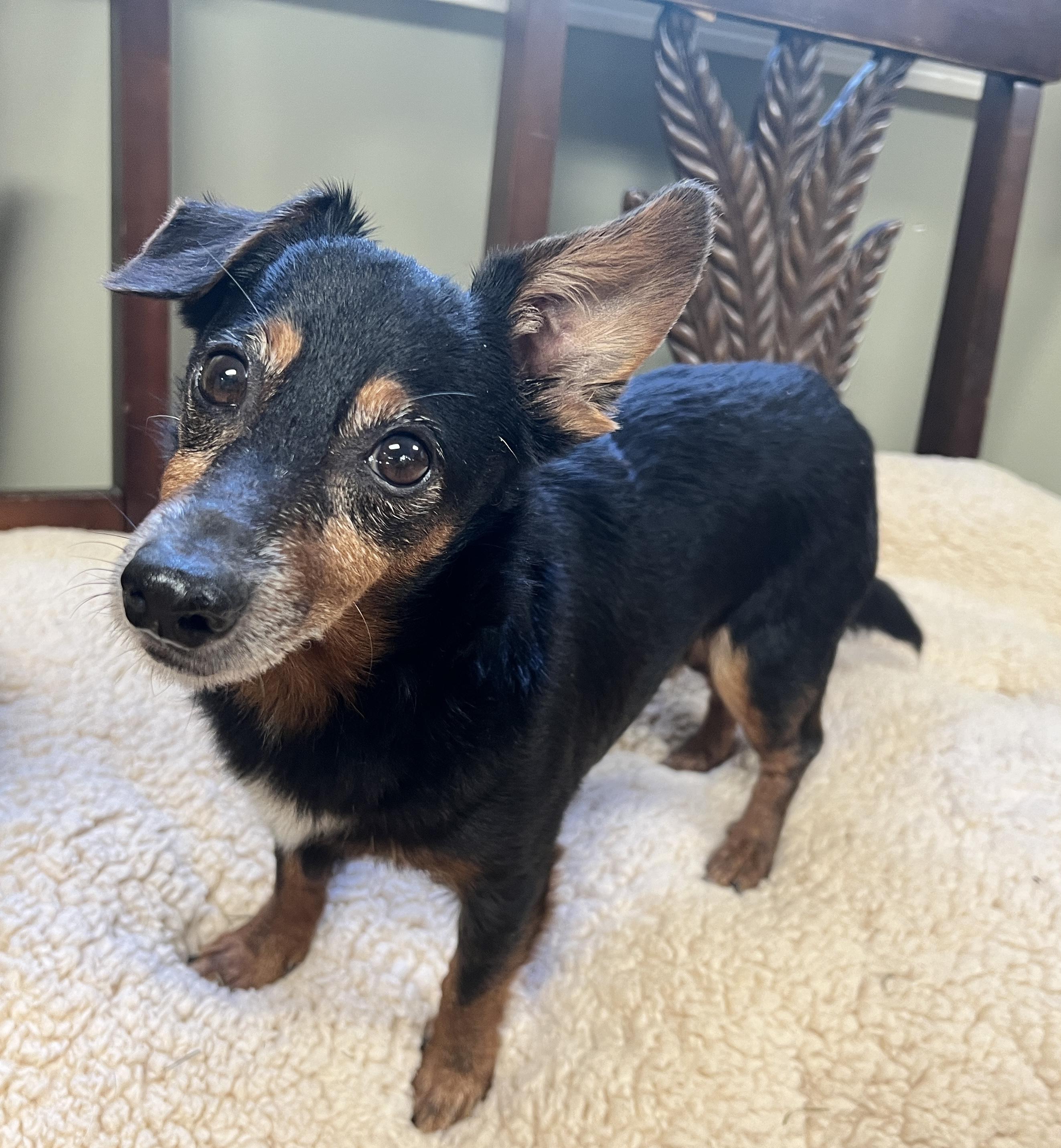 Enlarge Jason, a Adoptable mixed breed in Yellville, AR image 3/3