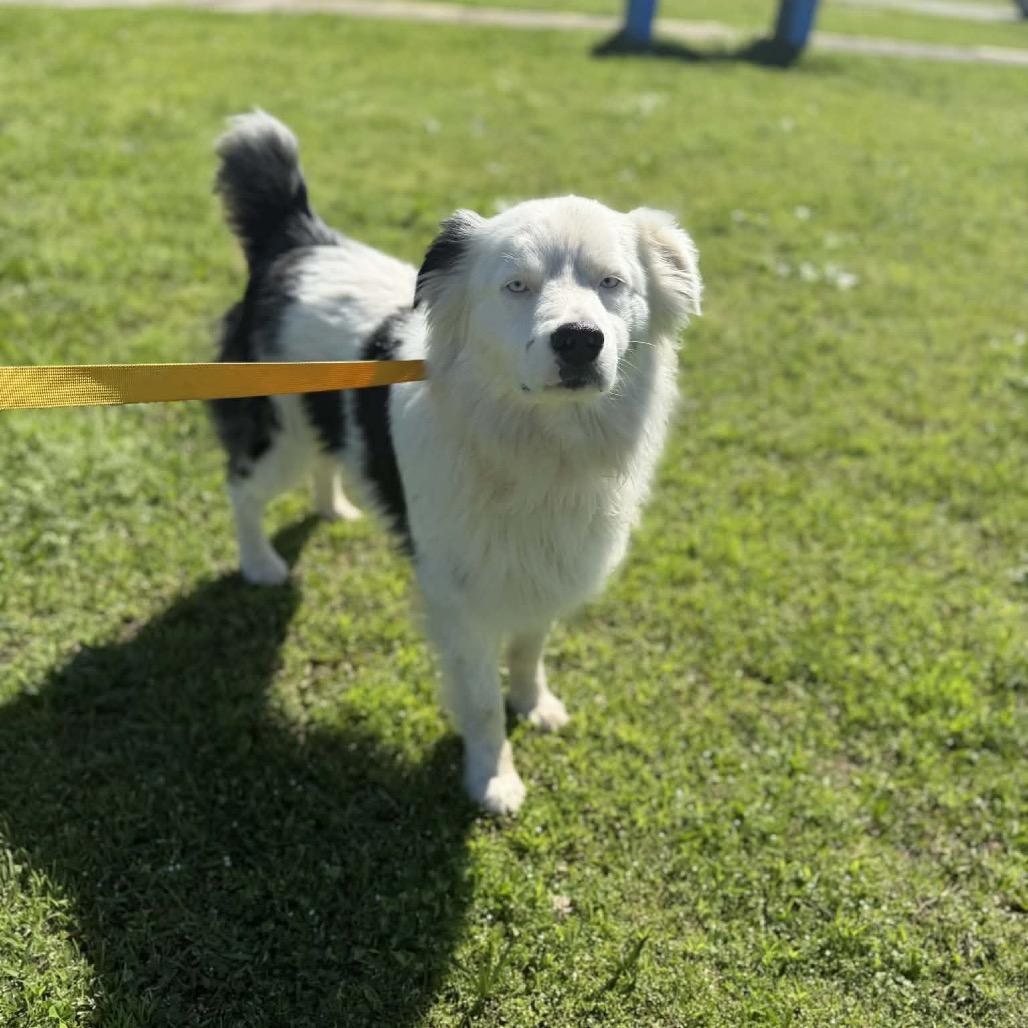 Enlarge Loki, a Adoptable Australian Shepherd in West Point, MS image 1/6