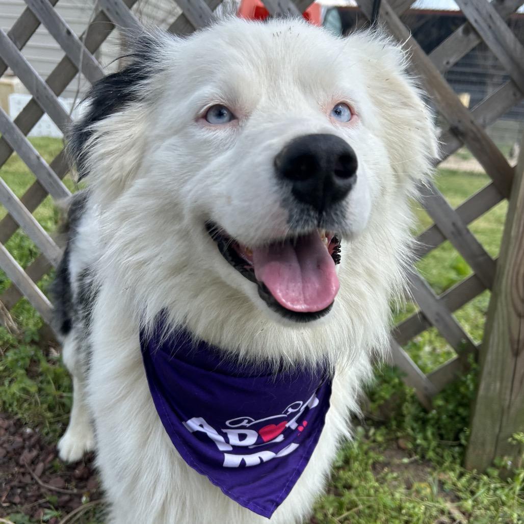 Enlarge Loki, a Adoptable Australian Shepherd in West Point, MS image 2/6