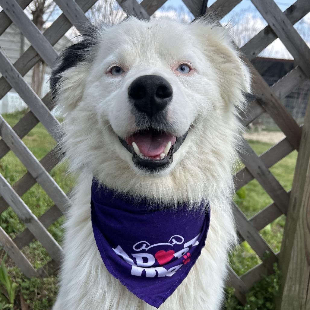 Enlarge Loki, a Adoptable Australian Shepherd in West Point, MS image 3/6