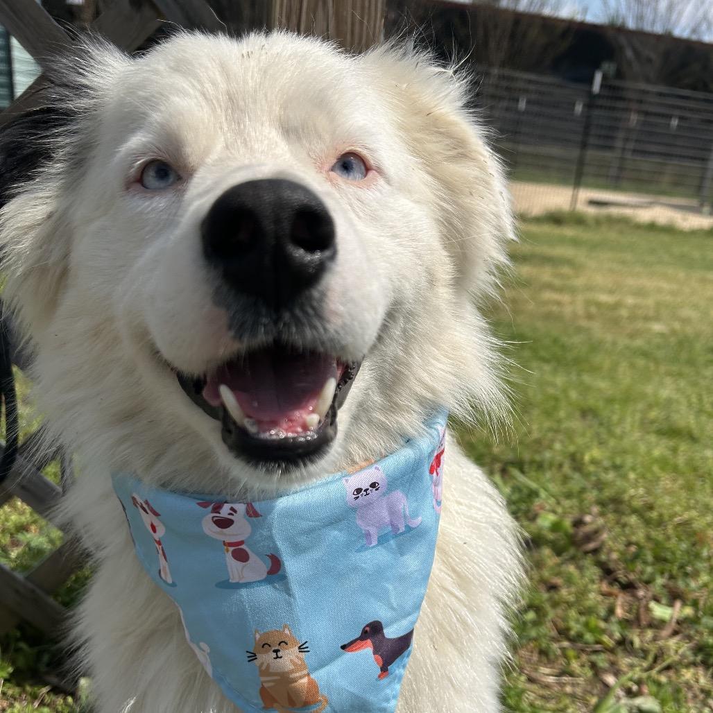 Enlarge Loki, a Adoptable Australian Shepherd in West Point, MS image 4/6