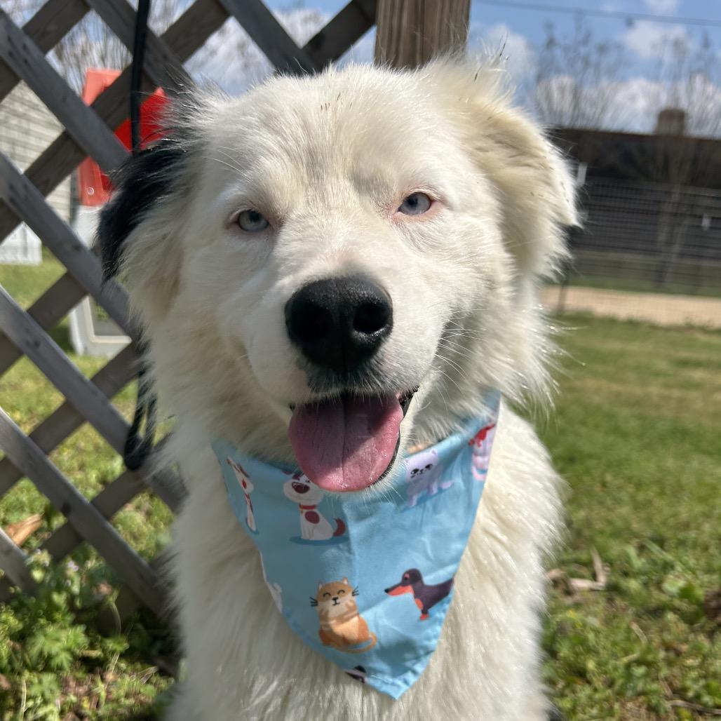 Enlarge Loki, a Adoptable Australian Shepherd in West Point, MS image 5/6