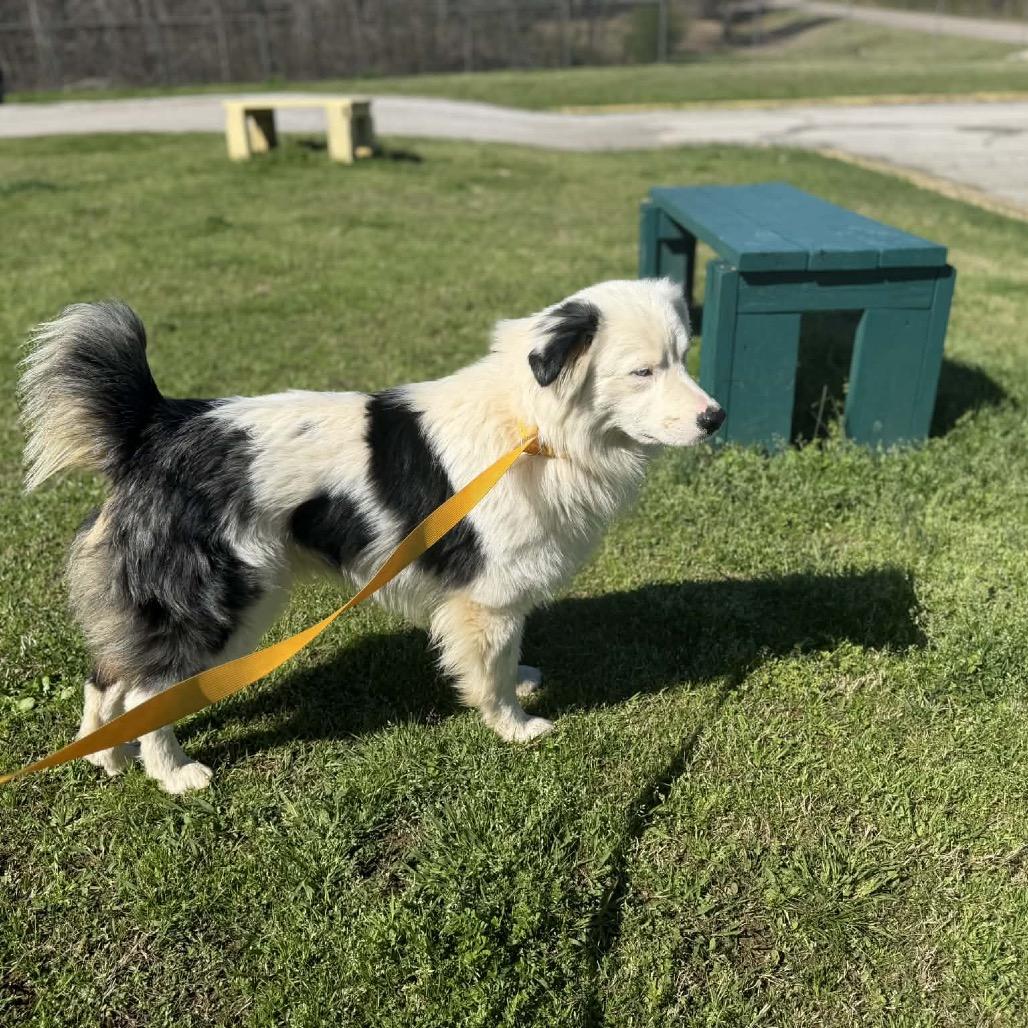 Enlarge Loki, a Adoptable Australian Shepherd in West Point, MS image 6/6