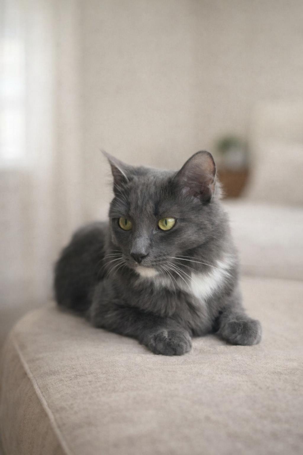 Enlarge Clover, a ADOPTABLE Domestic Long Hair in Orlando, FL image 1/1