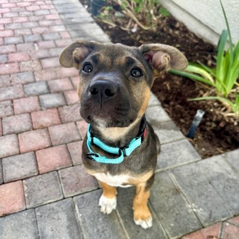 Enlarge Jazmin, a Adoptable Shepherd in San Juan Capistrano, CA image 1/3