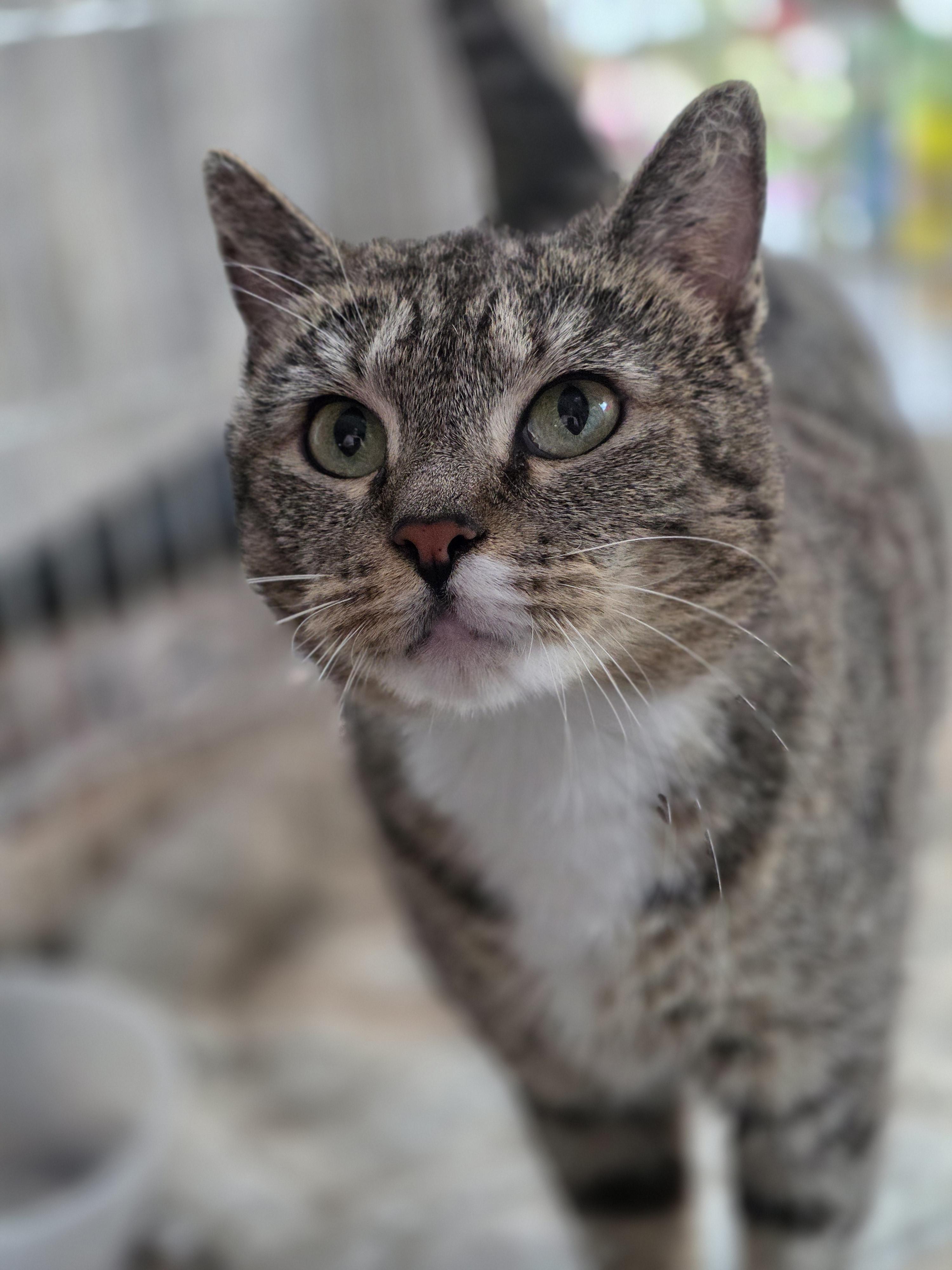 Madam B, Adoptable, Adult Female Domestic Short Hair.