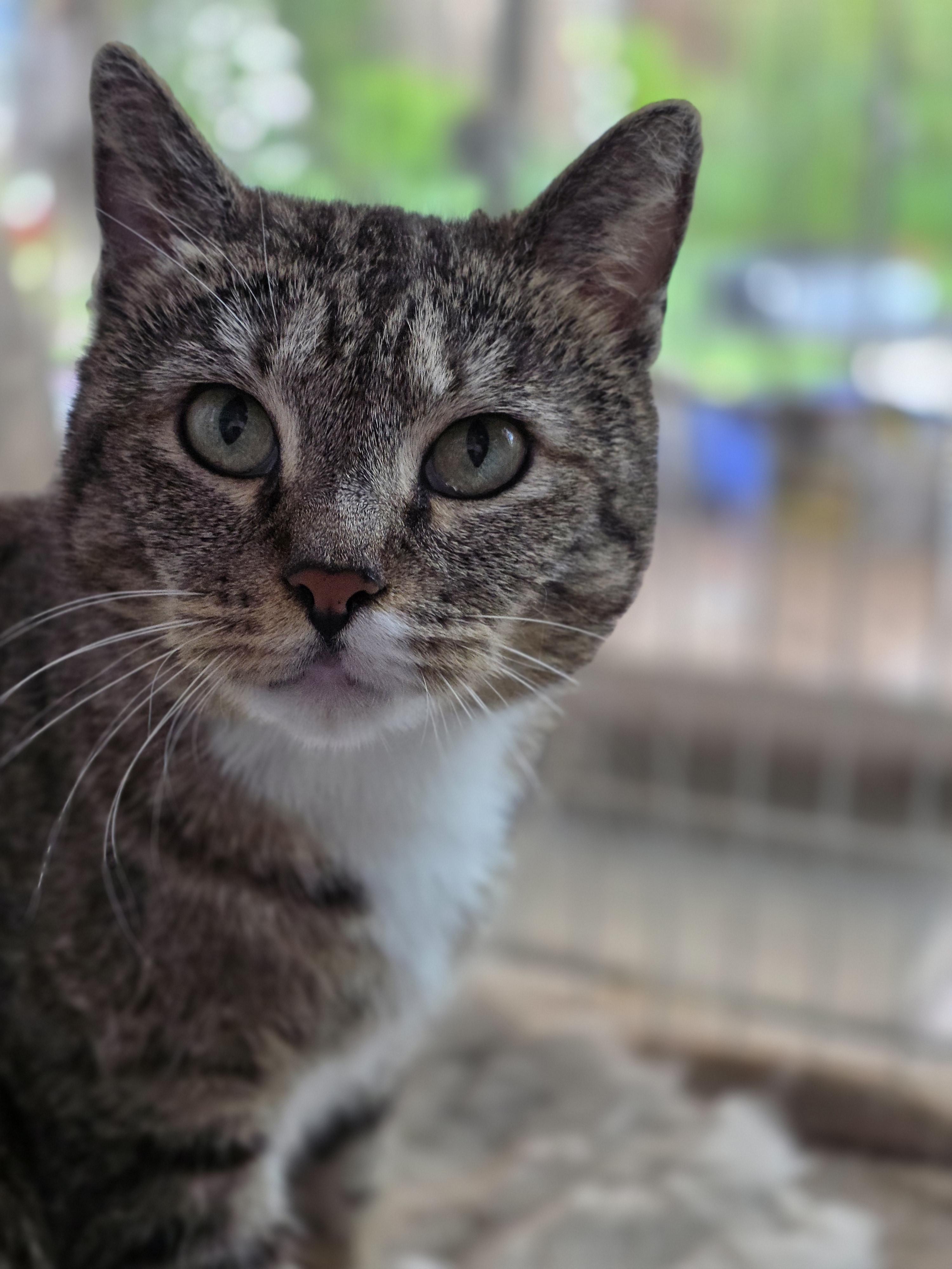 Enlarge Madam B, a Adoptable Domestic Short Hair in Rio Linda, CA image 2/2