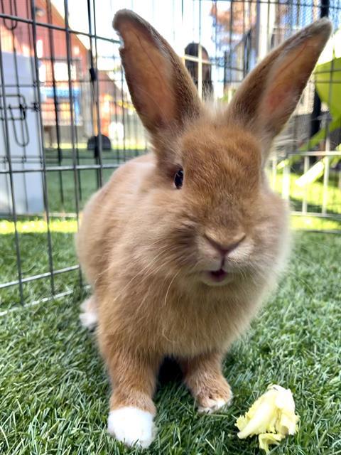 THISTLE, Adoptable, Young Female Bunny Rabbit.