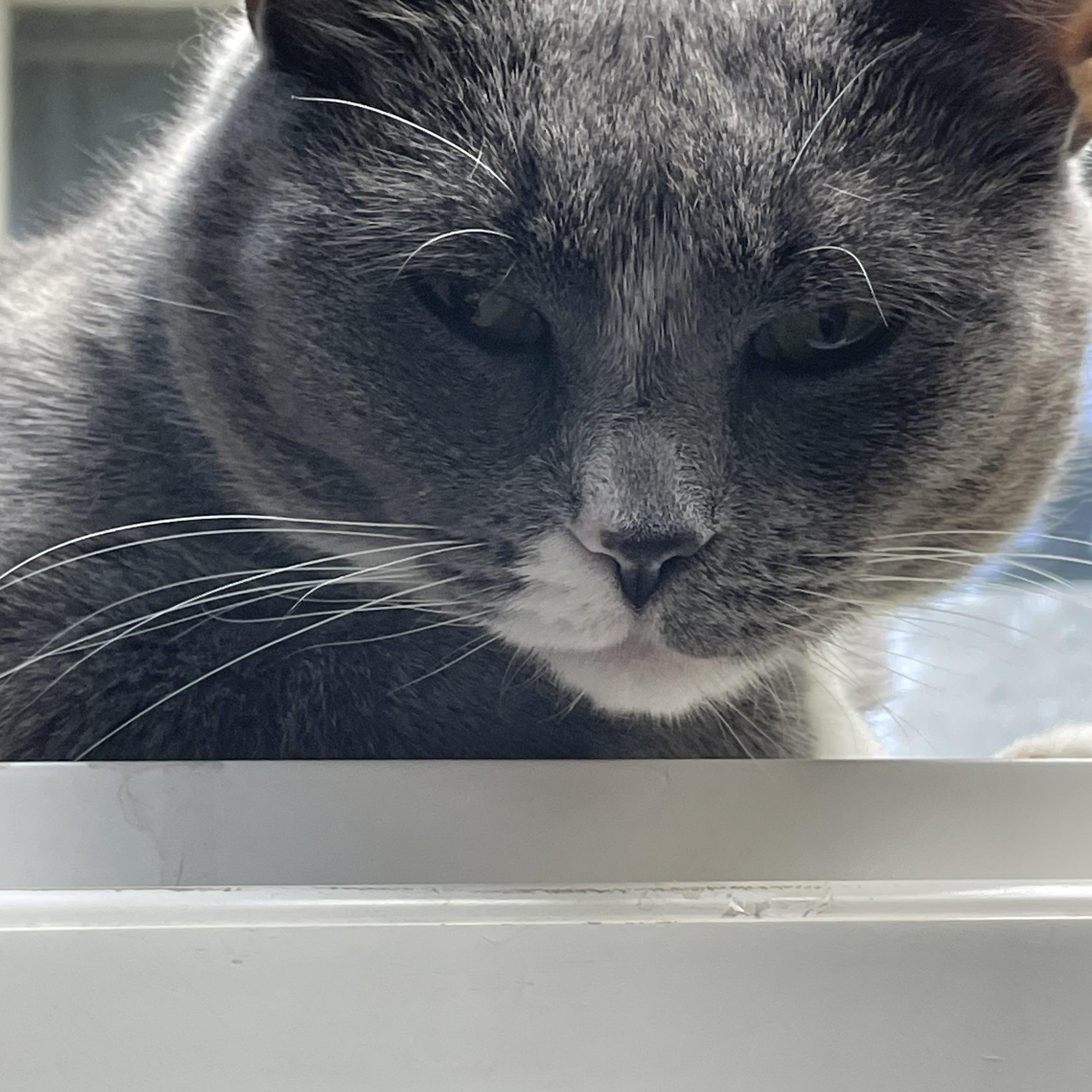 Daffodil, a Adoptable American Shorthair in North Kingstown, RI image 6/6