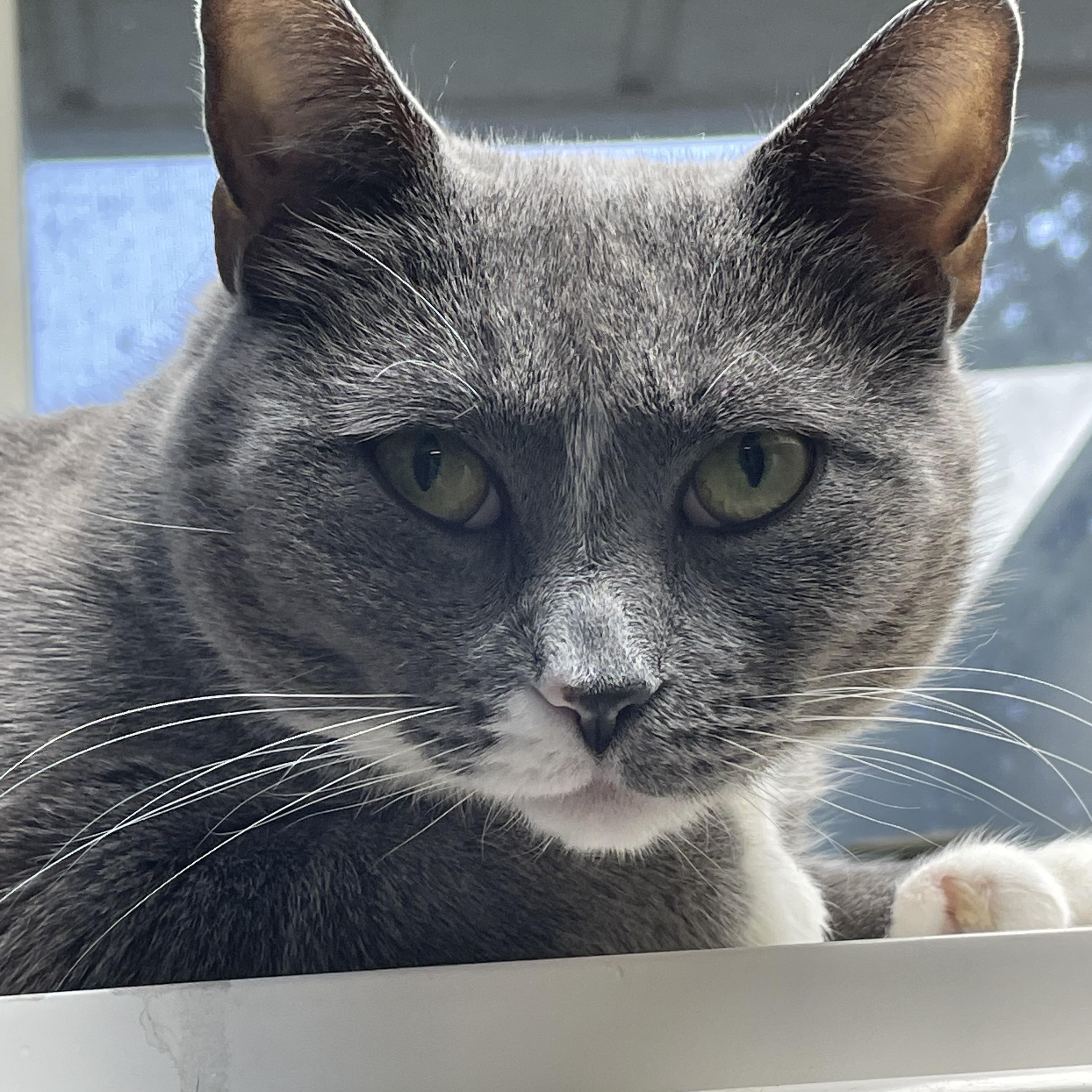 Daffodil, Adoptable, Young Female American Shorthair.