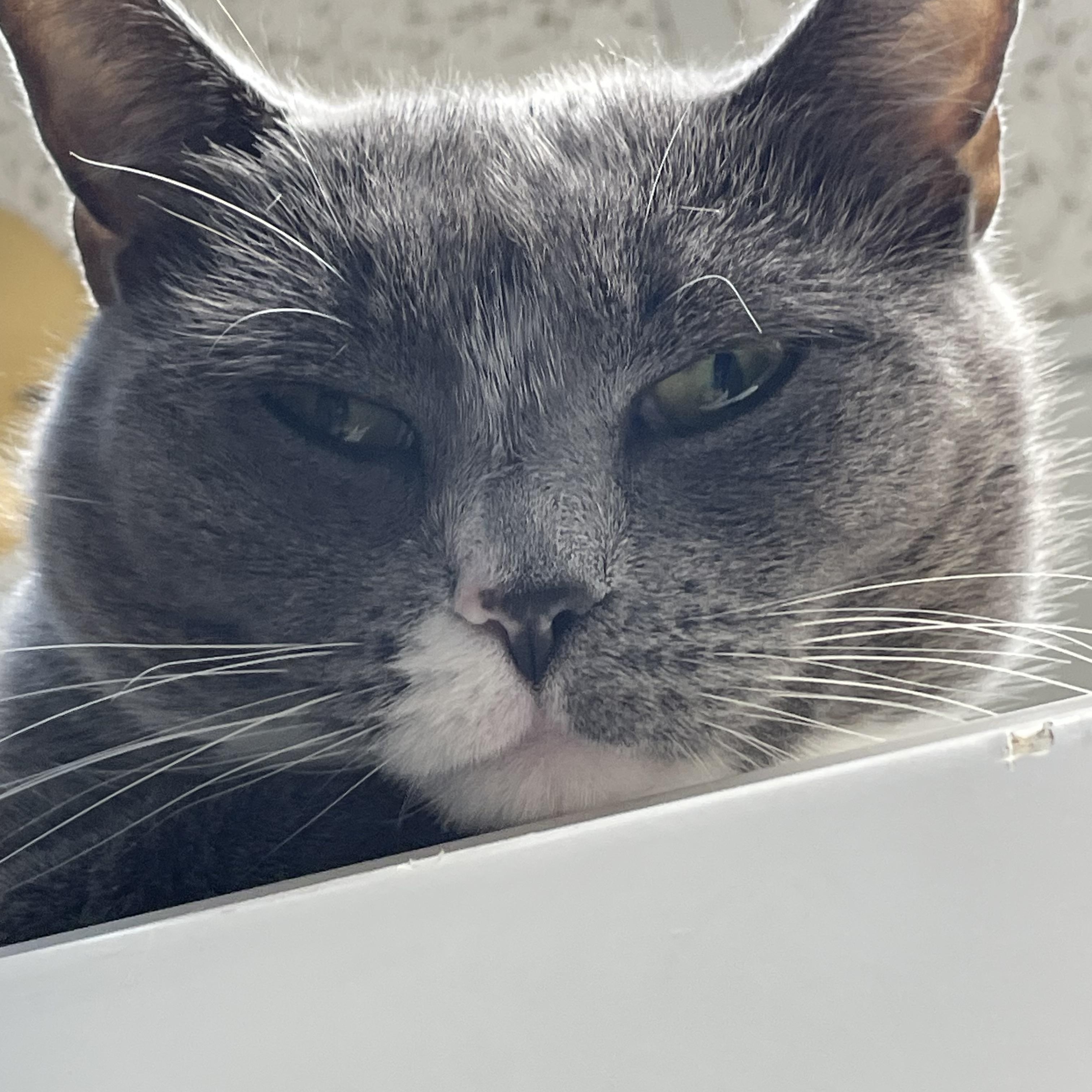 Daffodil, a Adoptable American Shorthair in North Kingstown, RI image 3/6