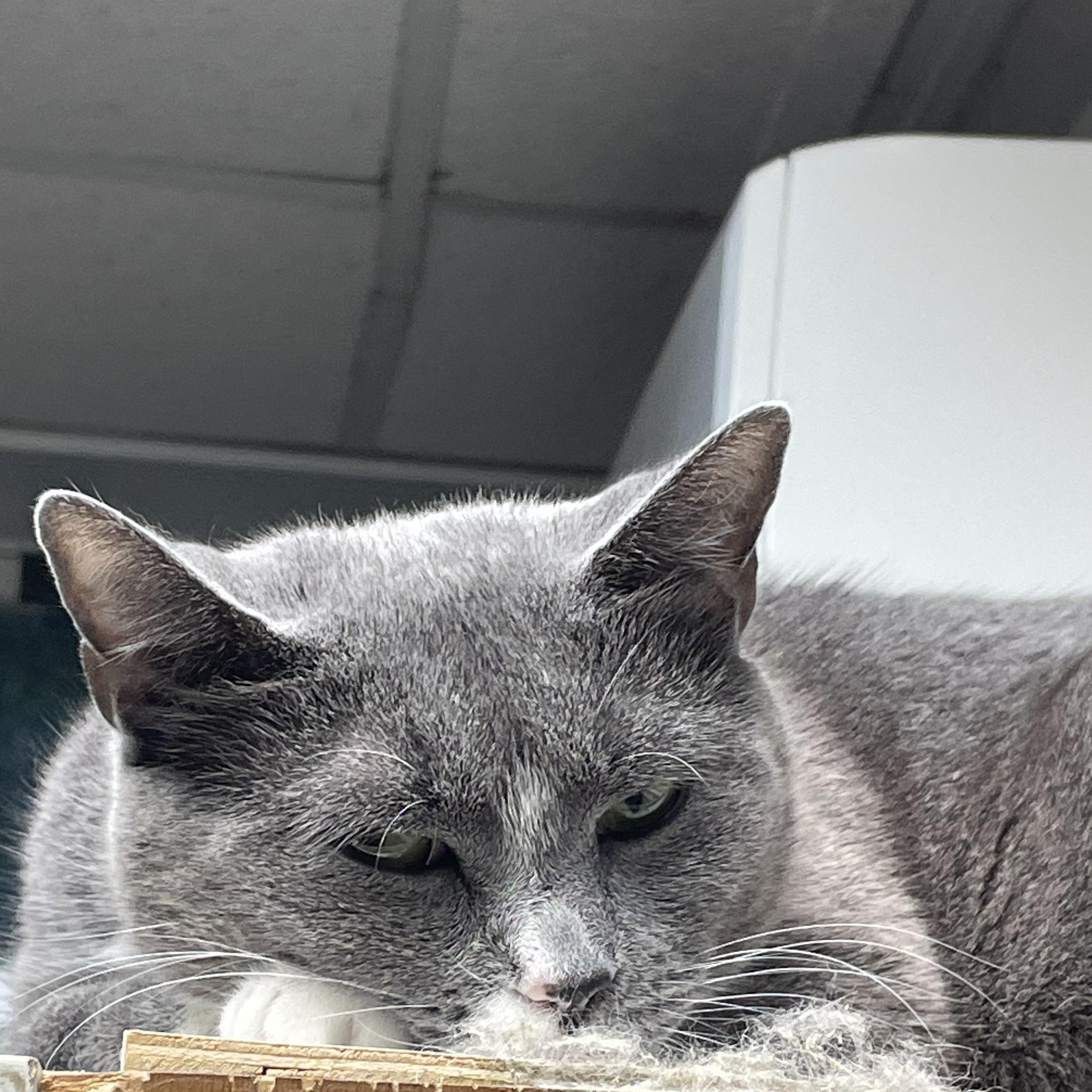 Daffodil, a Adoptable American Shorthair in North Kingstown, RI image 5/6