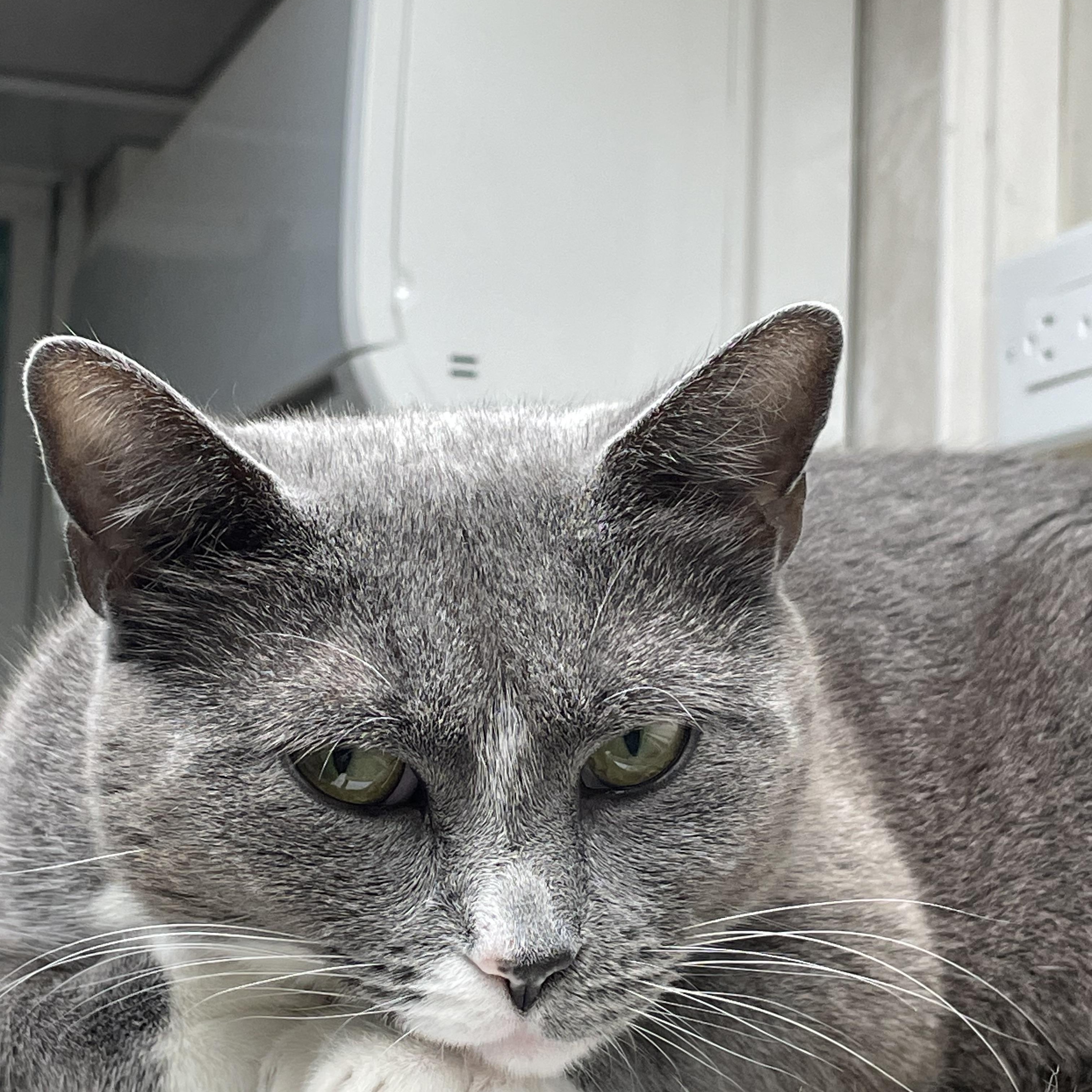 Daffodil, a Adoptable American Shorthair in North Kingstown, RI image 4/6