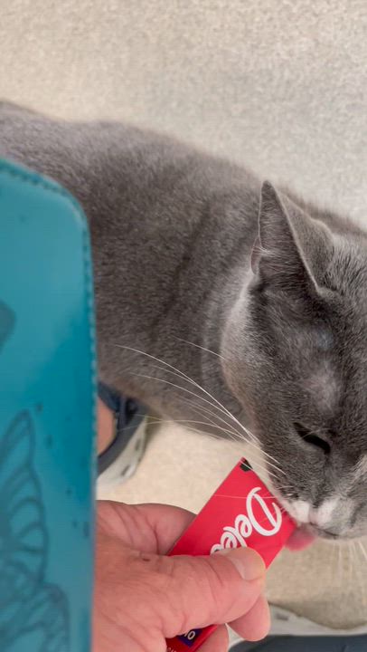 Enlarge Daffodil, a Adoptable American Shorthair in North Kingstown, RI video 2/6