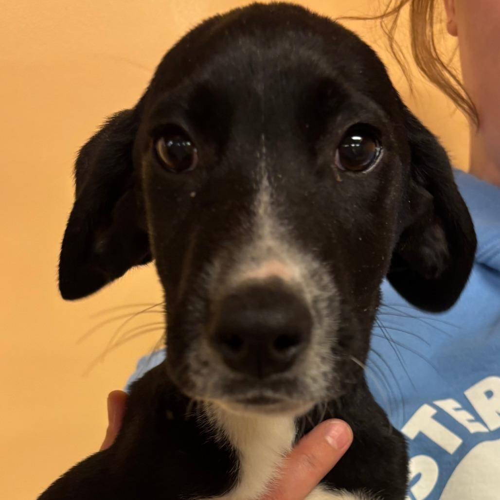 Enlarge Spruce, a Adoptable Mixed Breed in Waukesha, WI image 1/1