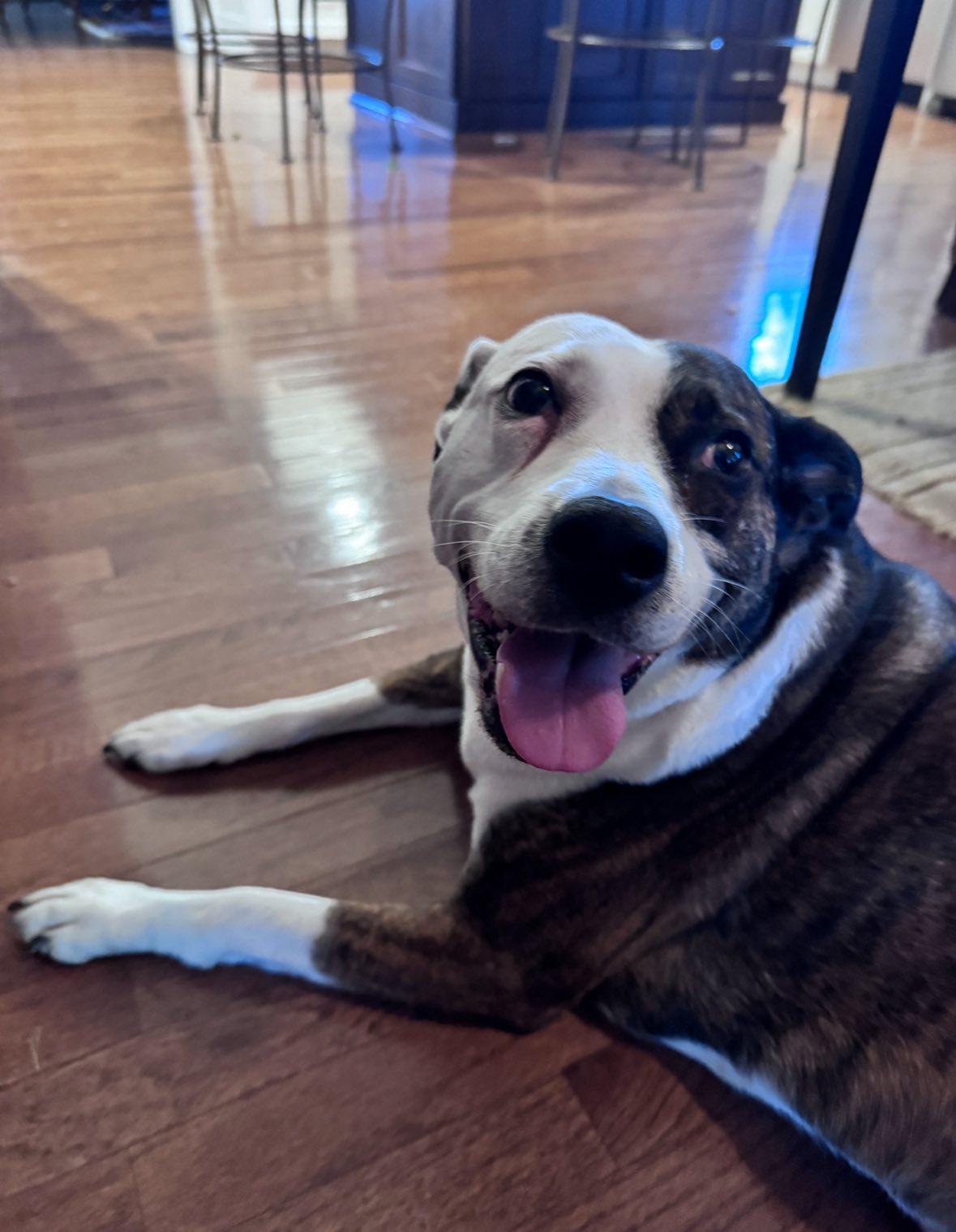 Fiona, ADOPTABLE, Adult Female Hound & Pit Bull Terrier.