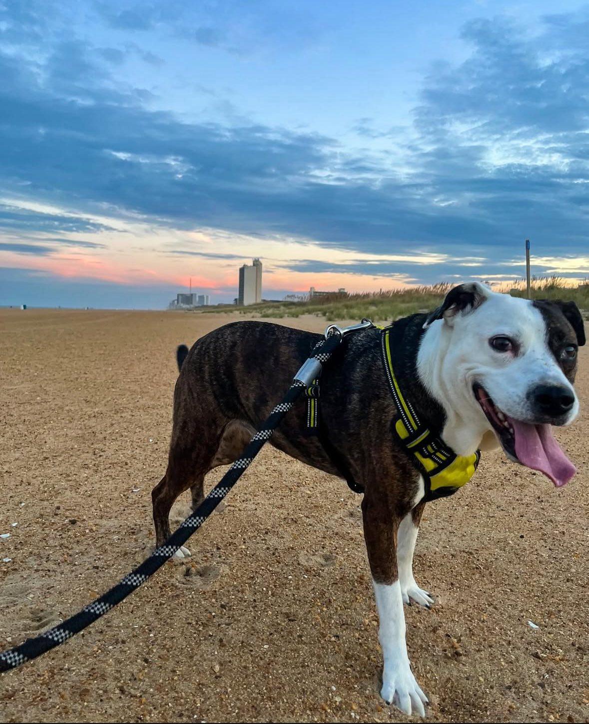Fiona, a ADOPTABLE mixed breed in Glen Allen, VA image 3/5