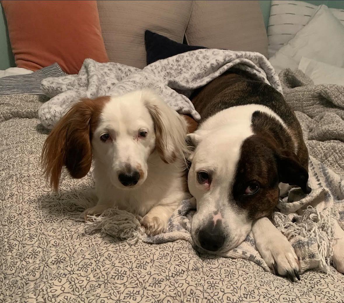 Fiona, a ADOPTABLE mixed breed in Glen Allen, VA image 4/5