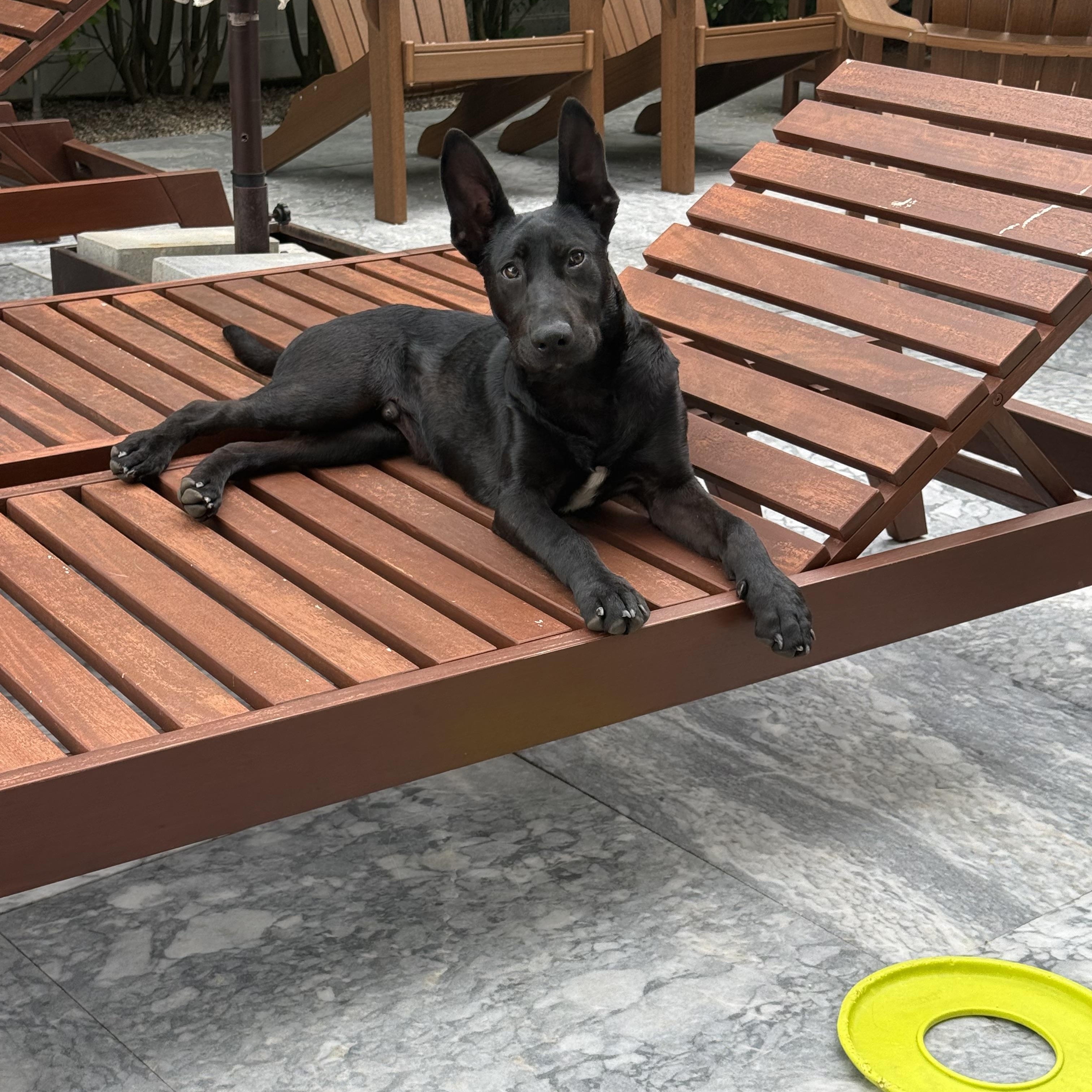Meet Bruce - NJ, a ADOPTABLE mixed breed in Randolph, NJ image 3/5