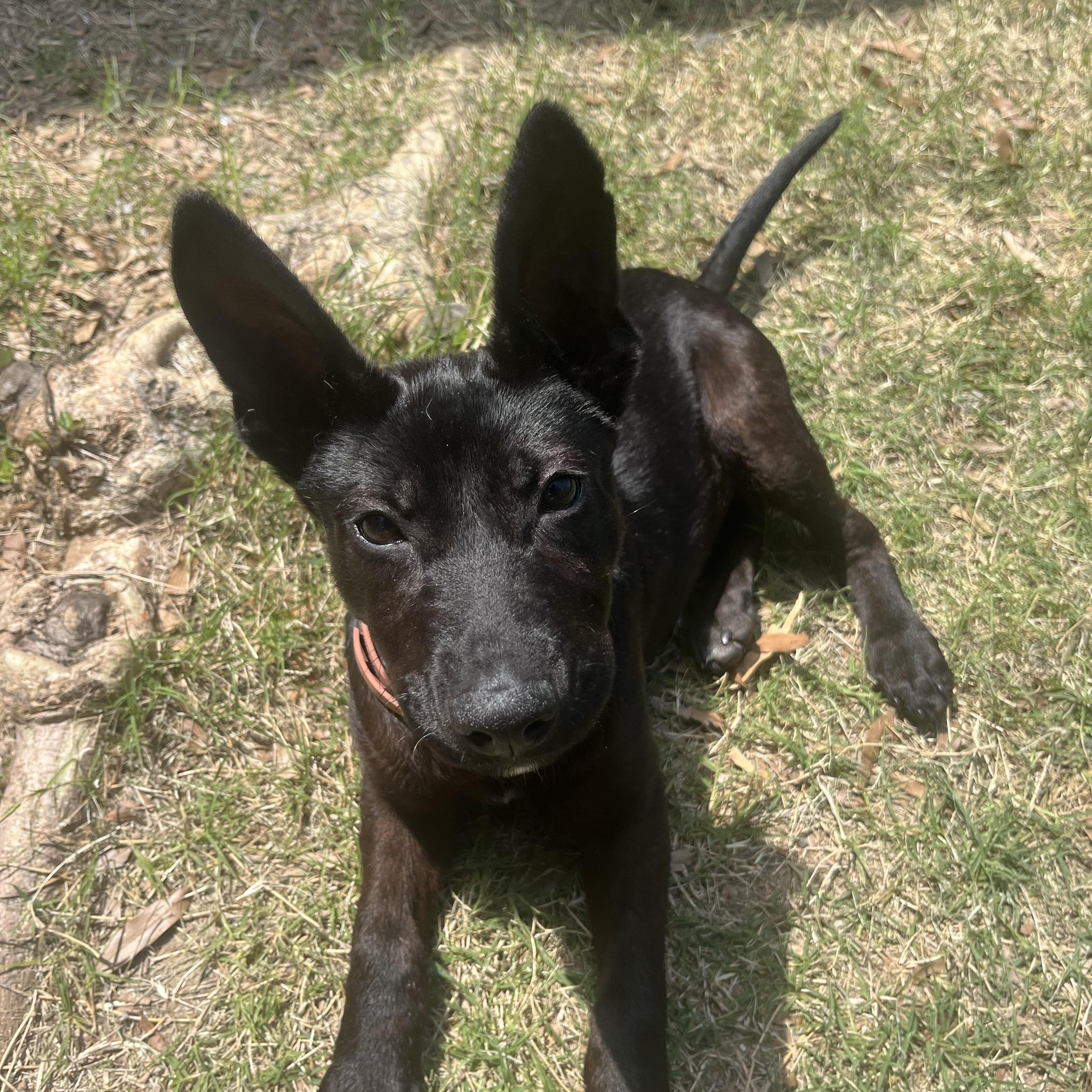 Bruce Wayne - NJ, a ADOPTABLE mixed breed in Randolph, NJ image 2/4