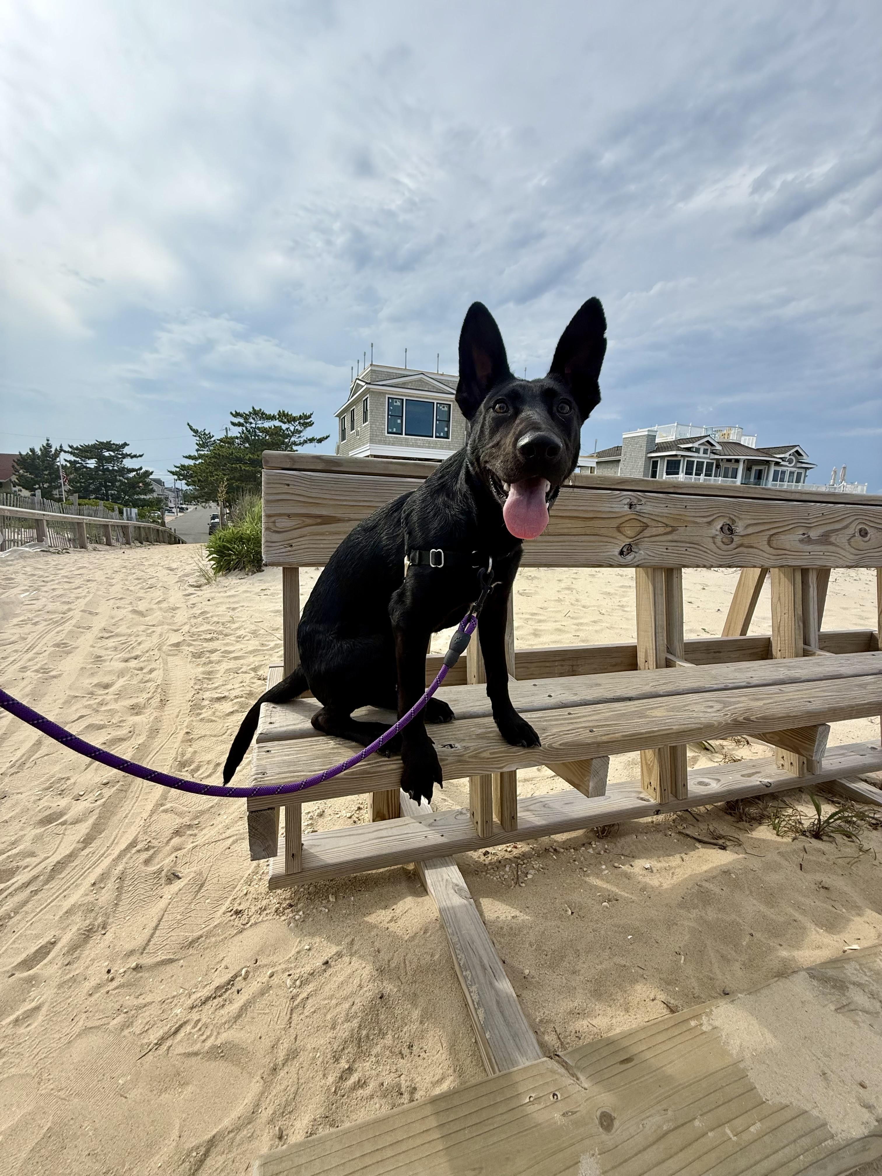 Meet Bruce - NJ, ADOPTABLE, Puppy Male Shepherd & Labrador Retriever.
