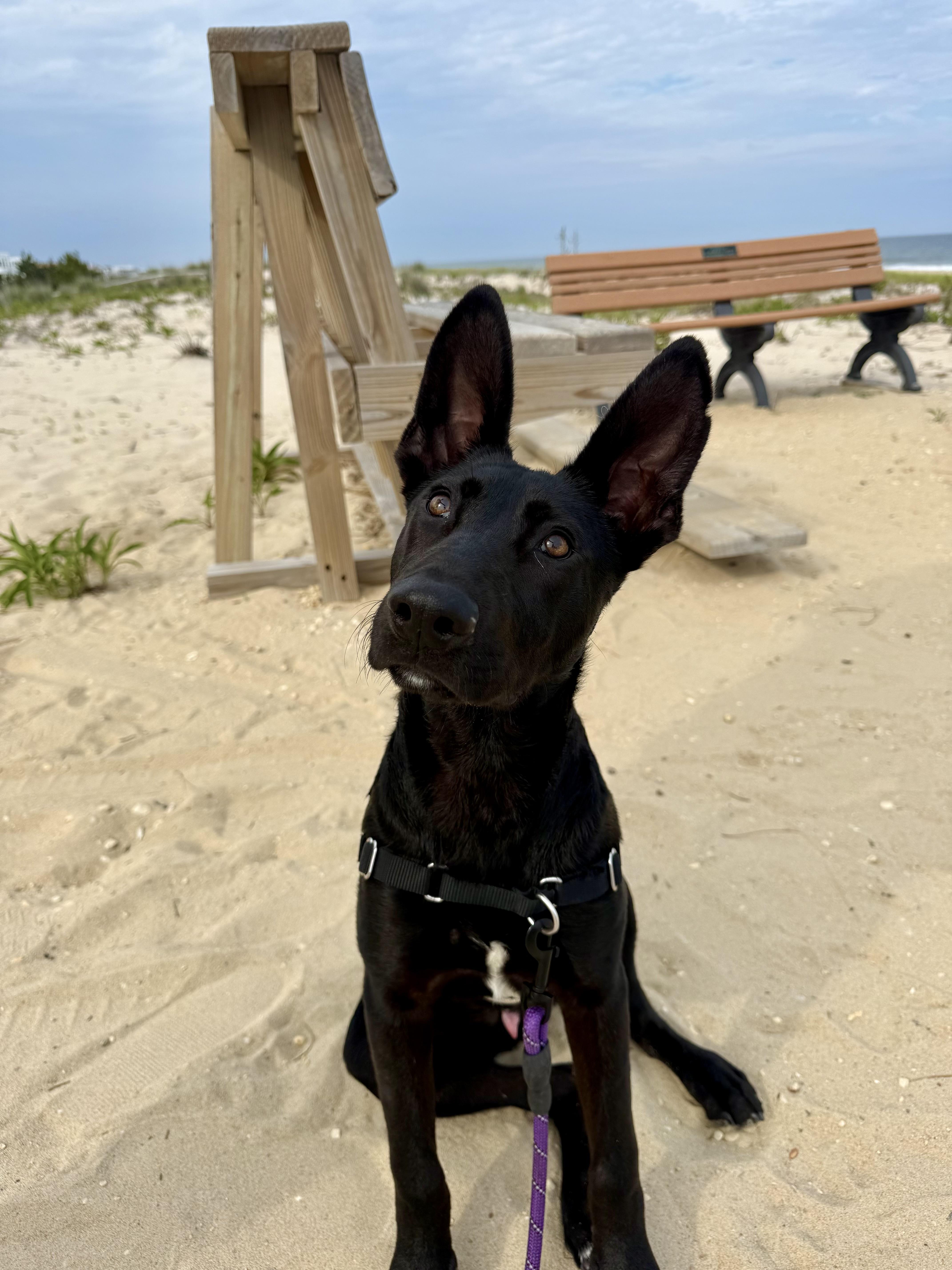 Meet Bruce - NJ, a ADOPTABLE mixed breed in Randolph, NJ image 2/5