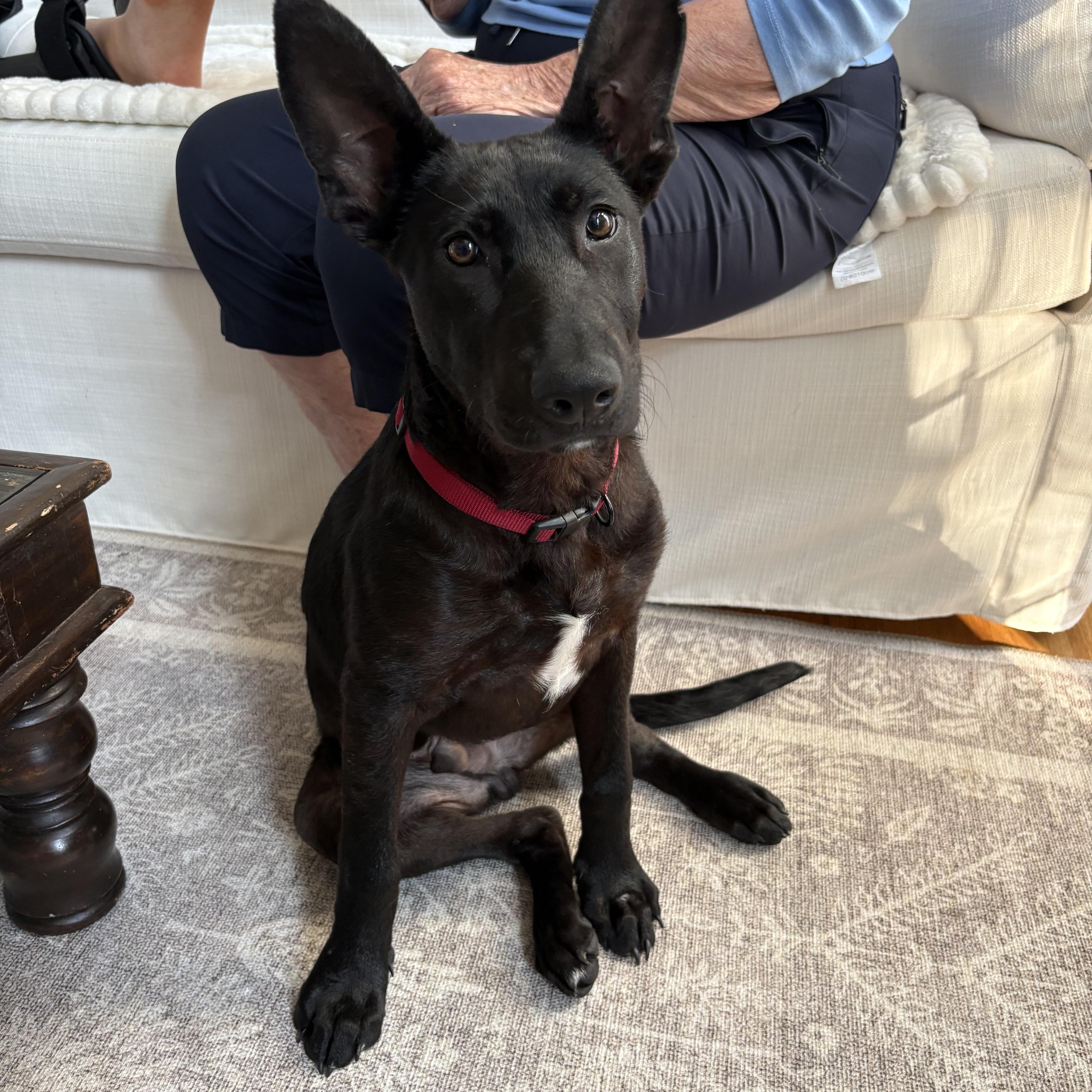 Bruce Wayne - NJ, a ADOPTABLE mixed breed in Randolph, NJ image 1/4