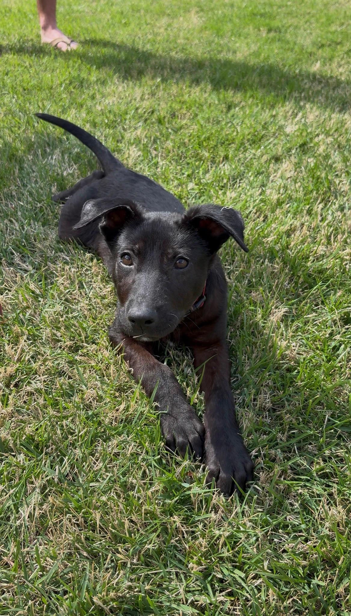 Bruce Wayne - NJ, a ADOPTABLE mixed breed in Randolph, NJ image 3/4