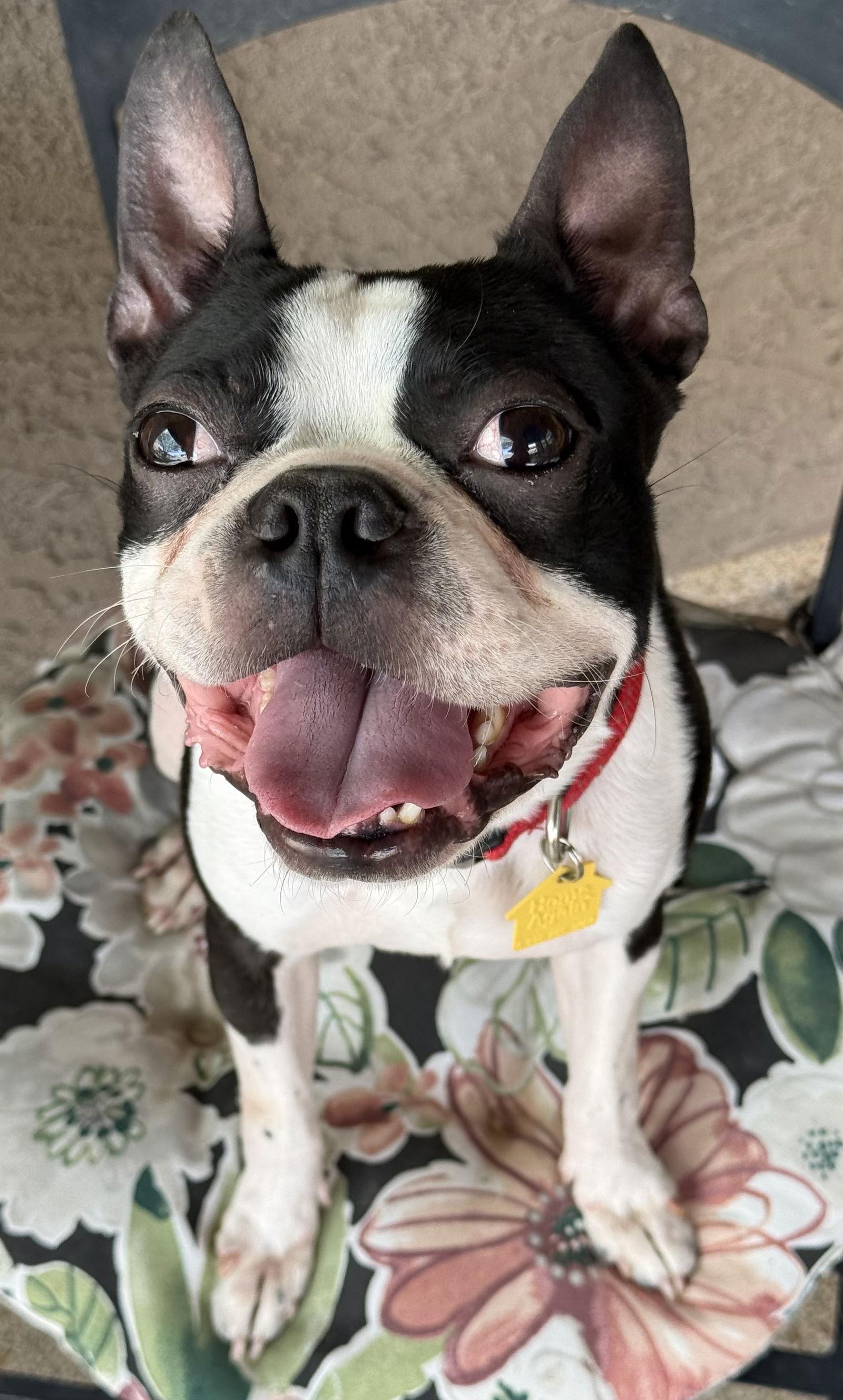 Enlarge Scooter, a Adopted Boston Terrier in Scottsdale, AZ image 1/3