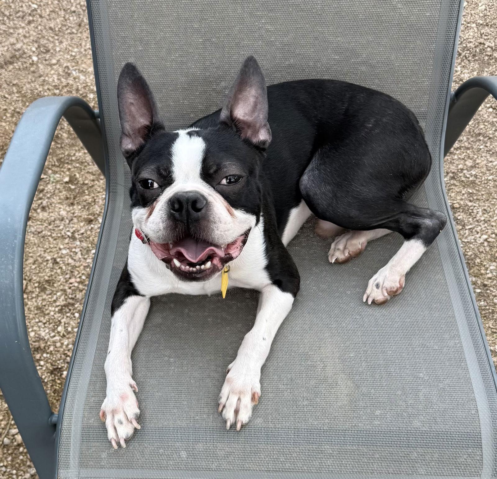 Enlarge Scooter, a Adopted Boston Terrier in Scottsdale, AZ image 3/3