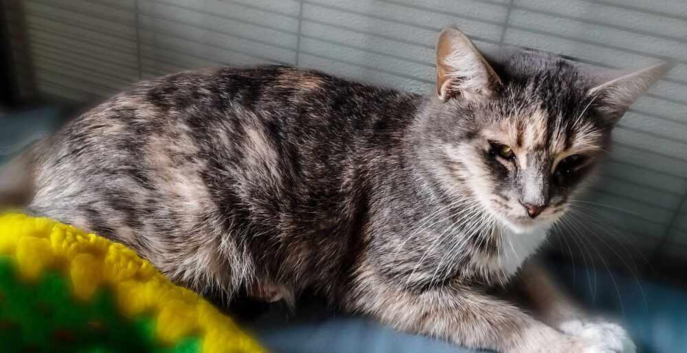 Violet, Adoptable, Adult Female Domestic Short Hair.