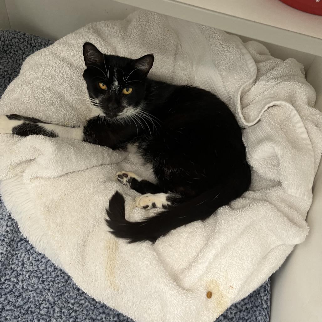 Enlarge Moo Moo, a Adoptable Domestic Short Hair in Jupiter, FL image 1/3