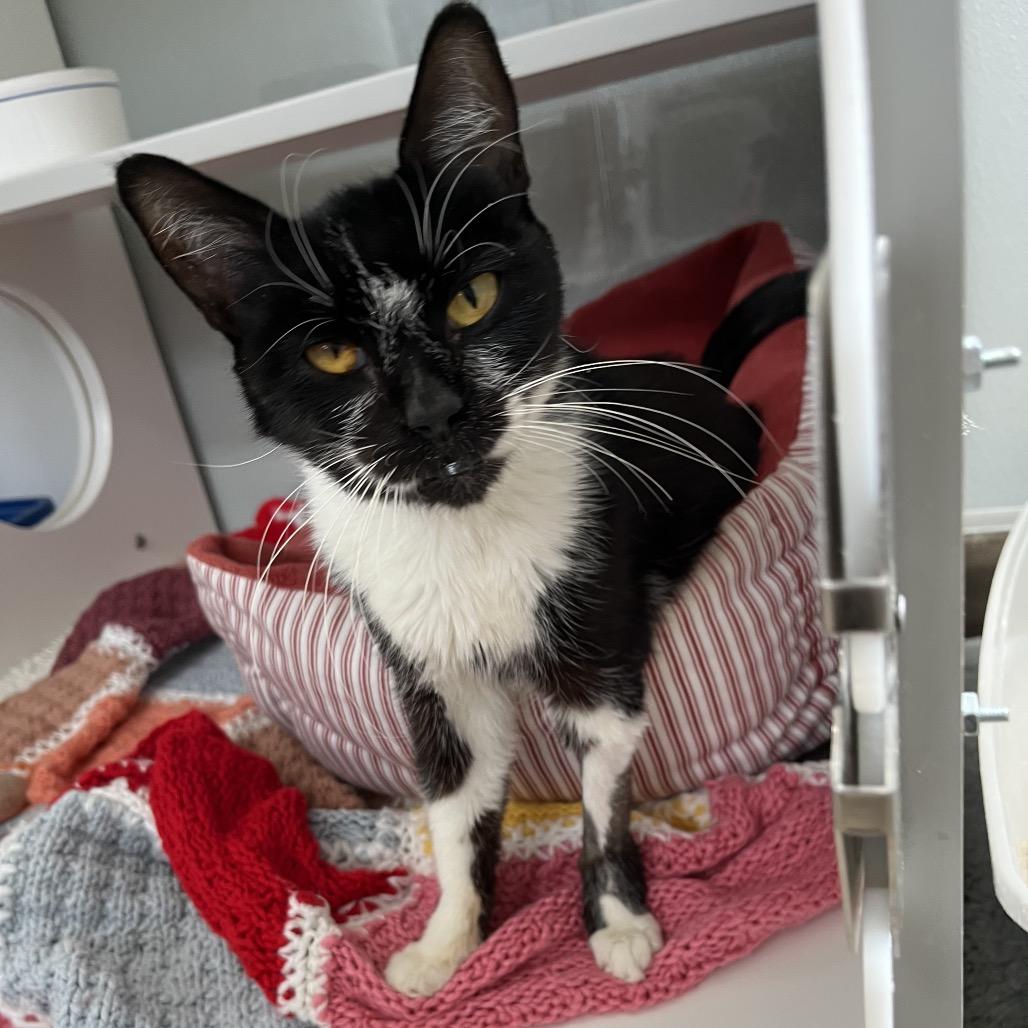 Enlarge Moo Moo, a Adoptable Domestic Short Hair in Jupiter, FL image 2/3