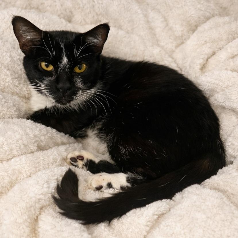 Moo Moo — thumbnail 3