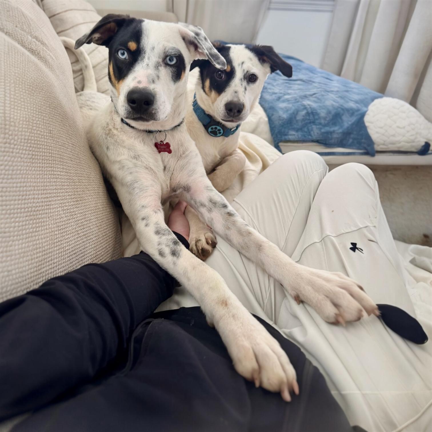 Enlarge Hope, a Adoptable Mixed Breed in Pittstown, NJ image 5/5