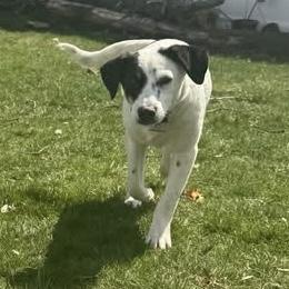 Enlarge Hope, a Adoptable Mixed Breed in Pittstown, NJ image 3/5