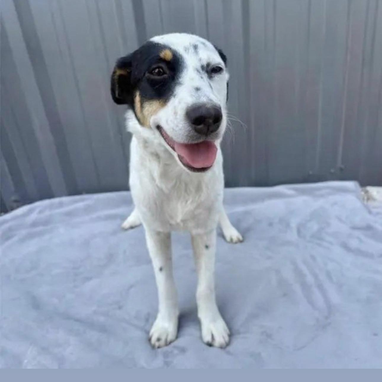 Enlarge Hope, a Adoptable Mixed Breed in Pittstown, NJ image 2/5