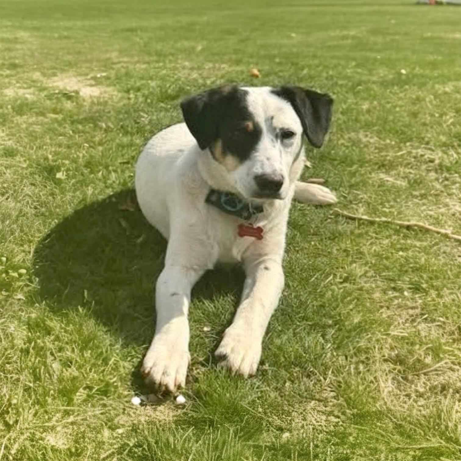 Enlarge Hope, a Adoptable Mixed Breed in Pittstown, NJ image 1/5