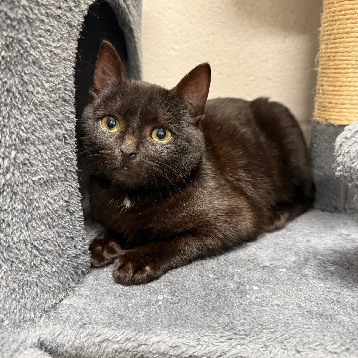 Pi , adopted, Young Male Domestic Short Hair.