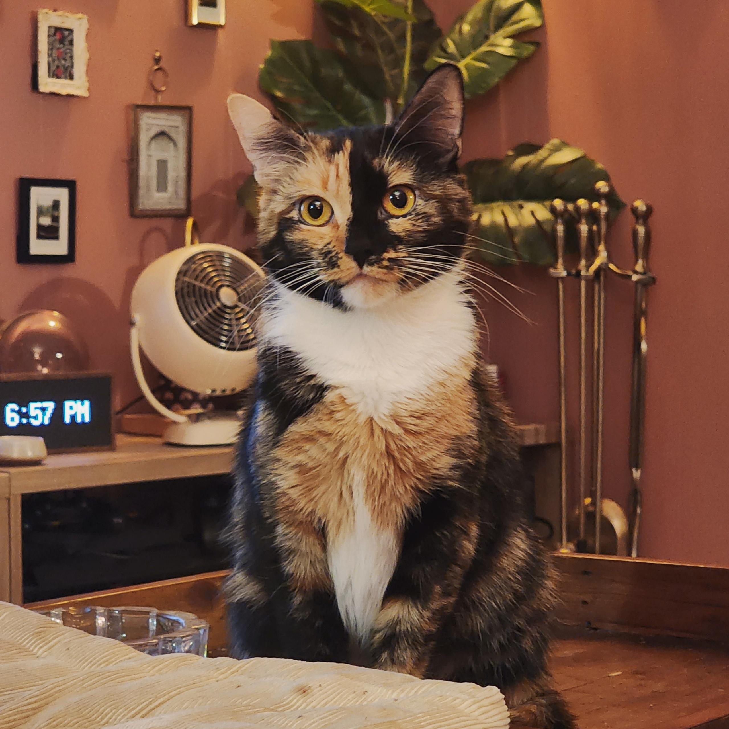 Ember, ADOPTABLE, Adult Female Calico.