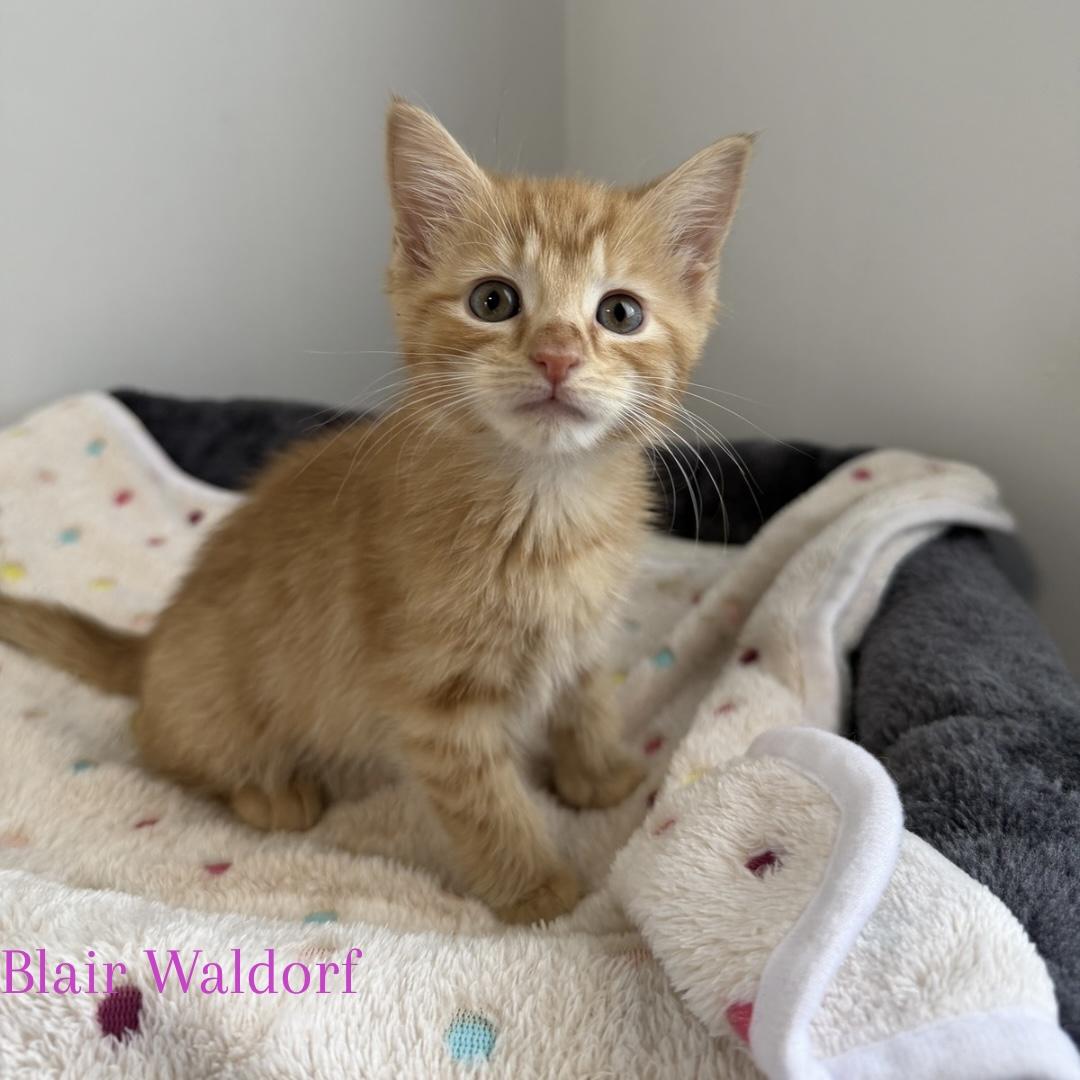 Enlarge Blair Waldorf, a ADOPTABLE Domestic Short Hair in Bethel, OH image 1/1
